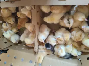 One Day Old Chicks Kuroilers