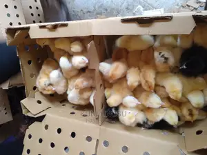 1 Day Old Kroilers Chicks Every Tuesday