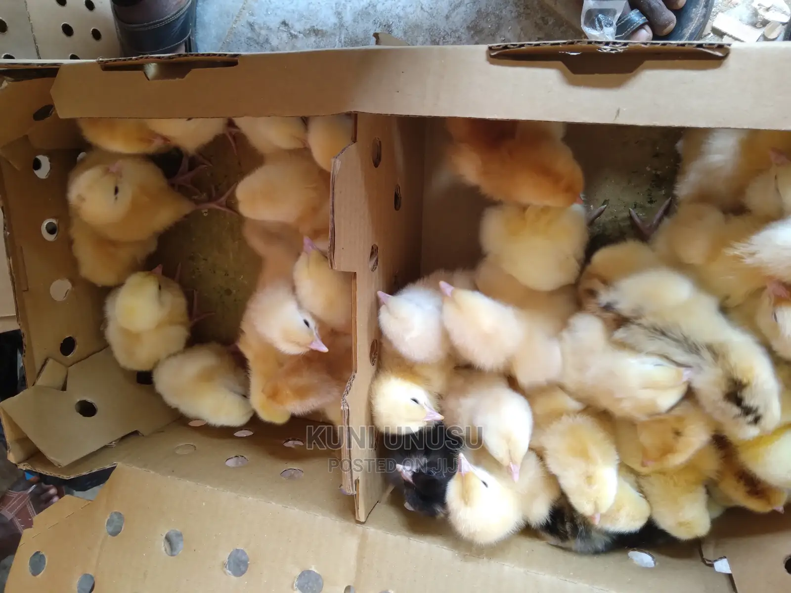 1 Day Old Kroilers Chicks Every Tuesday