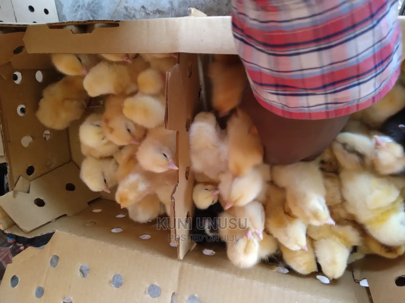 1 Day Old Kroilers Chicks Every Tuesday