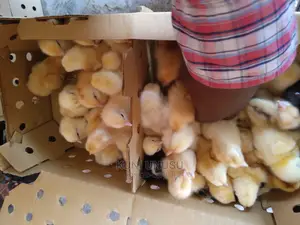 1 Day Old Kroilers Chicks Every Tuesday