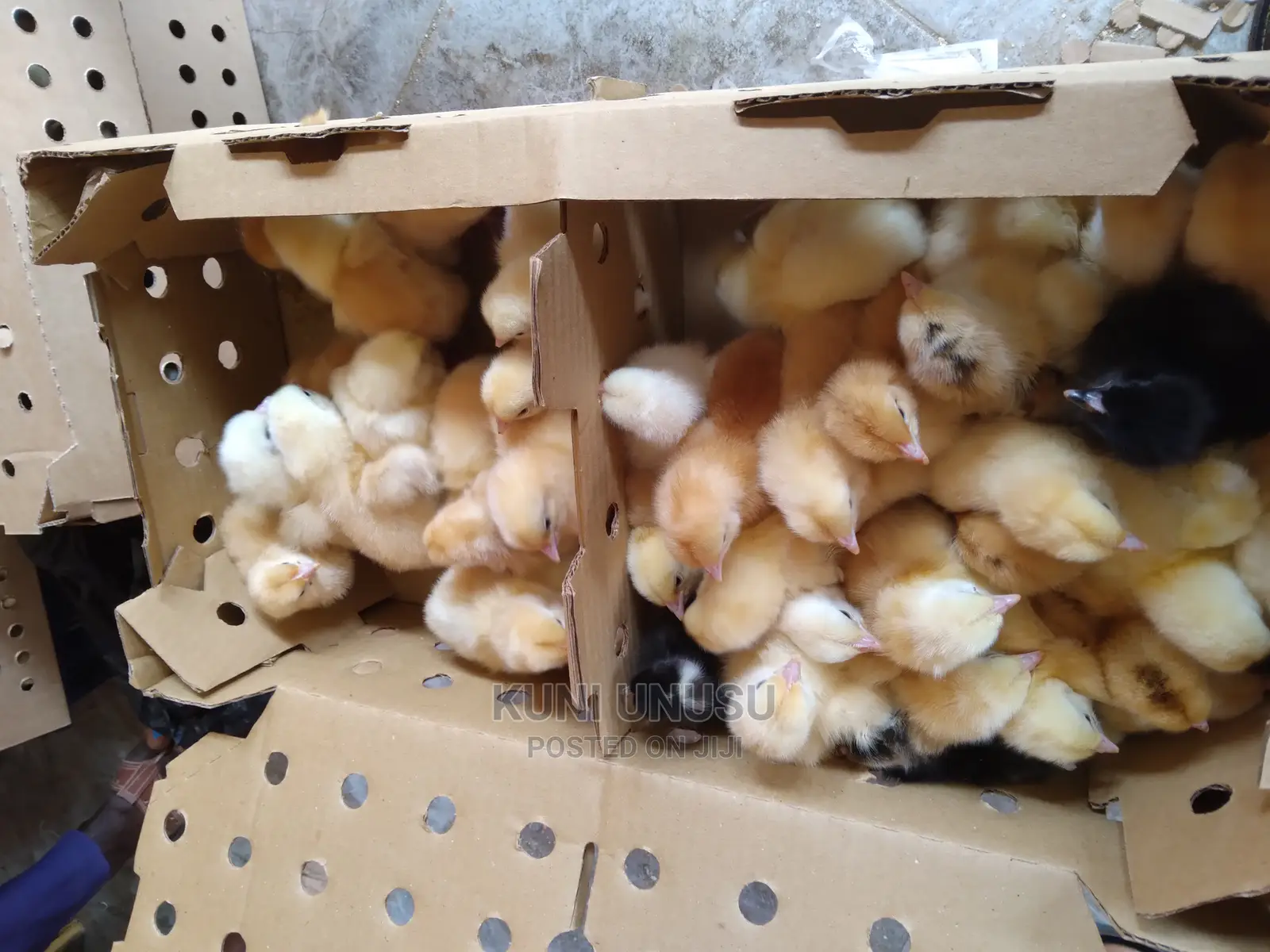 1 Day Old Kroilers Chicks Every Tuesday