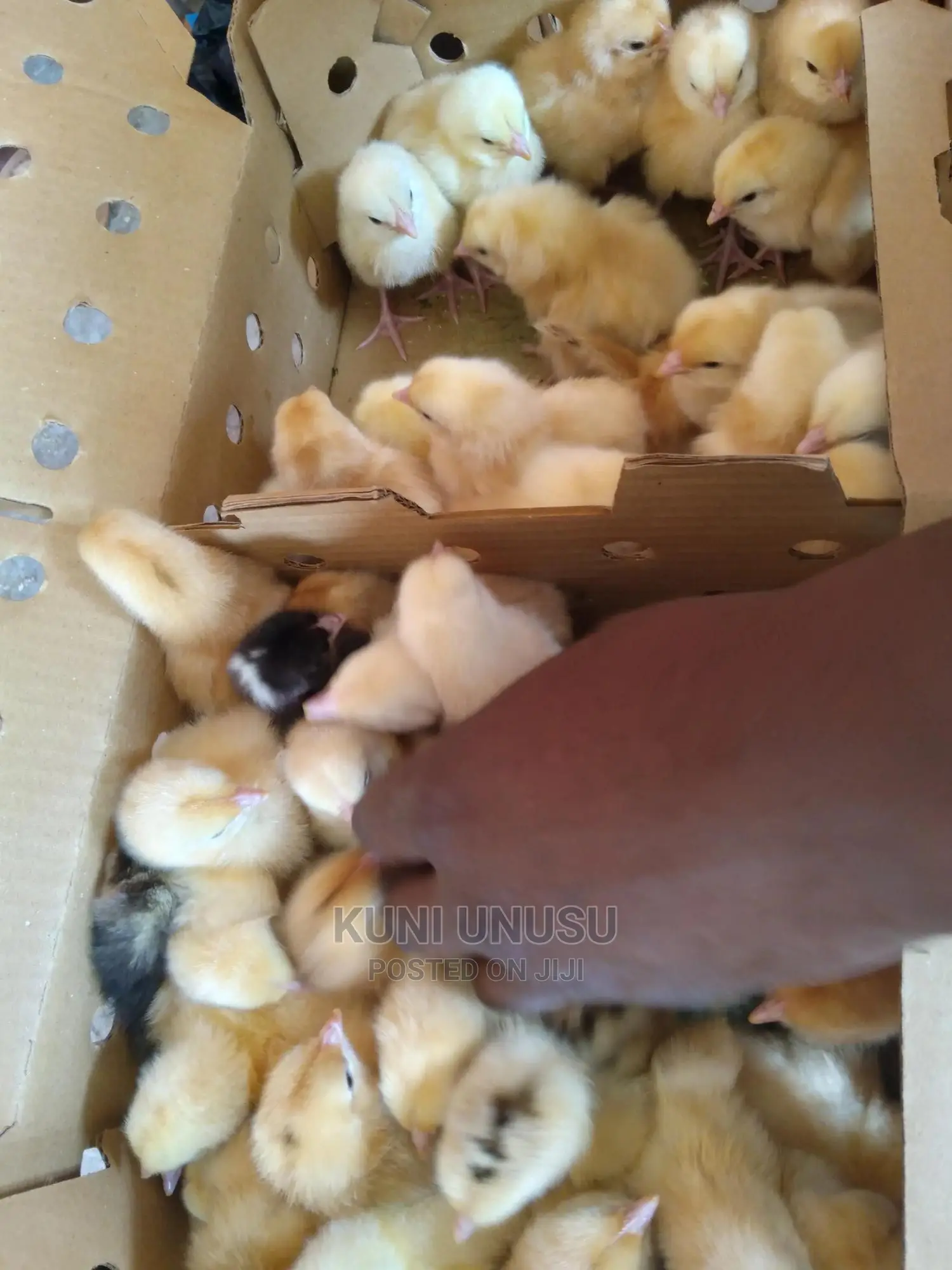 1 Day Old Kroilers Chicks Every Tuesday