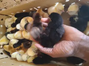 Day Old Kroilers on Tuesdays at Kabowa Near Ndeeba