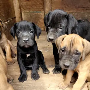 1-3 Month Male Purebred Boerboel