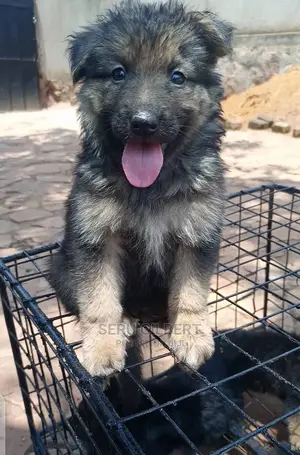 1-3 Month Male Purebred German Shepherd
