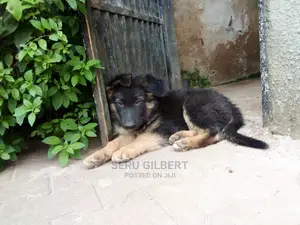 1-3 Month Female Purebred German Shepherd