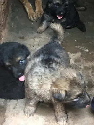 3-6 Month Female Purebred German Shepherd