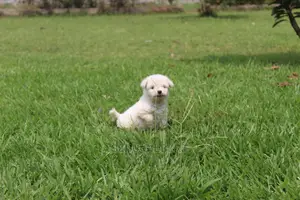 0-1 Month Male Purebred Maltese