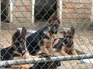 3-6 Month Female Purebred German Shepherd