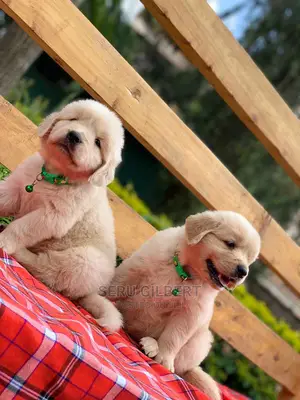0-1 Month Female Purebred Golden Retriever