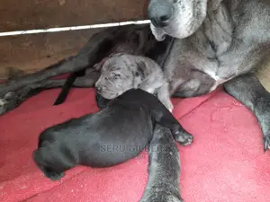 1-3 Month Male Purebred Great Dane
