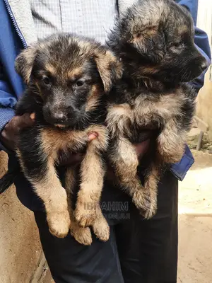 1-3 Month Male Purebred German Shepherd