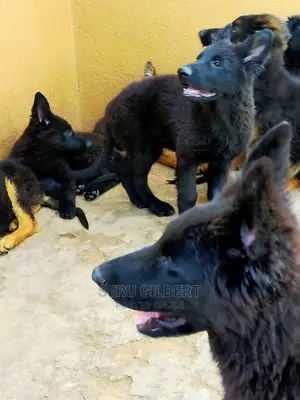 3-6 Month Male Purebred German Shepherd