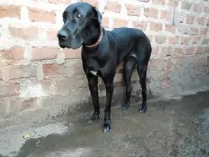 1-3 Month Male Purebred Great Dane