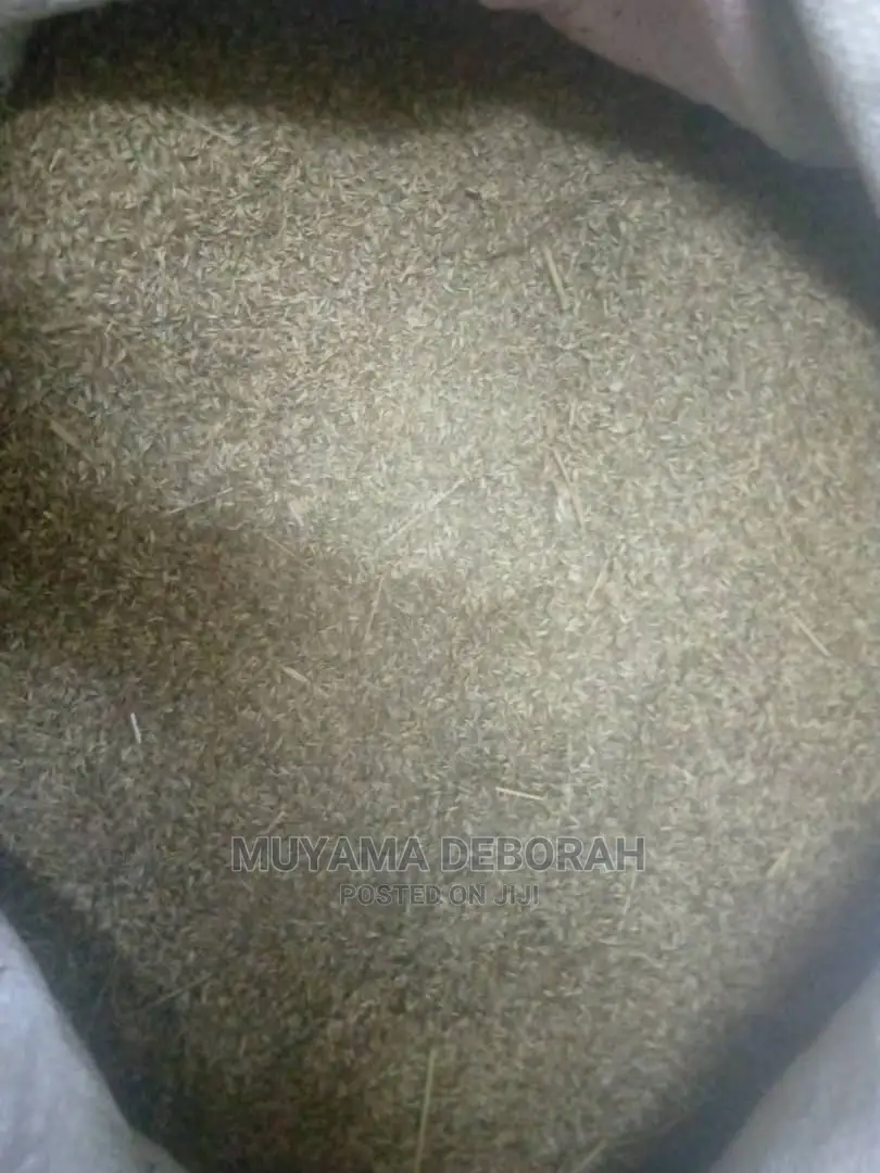 Chloris Gayana Seeds