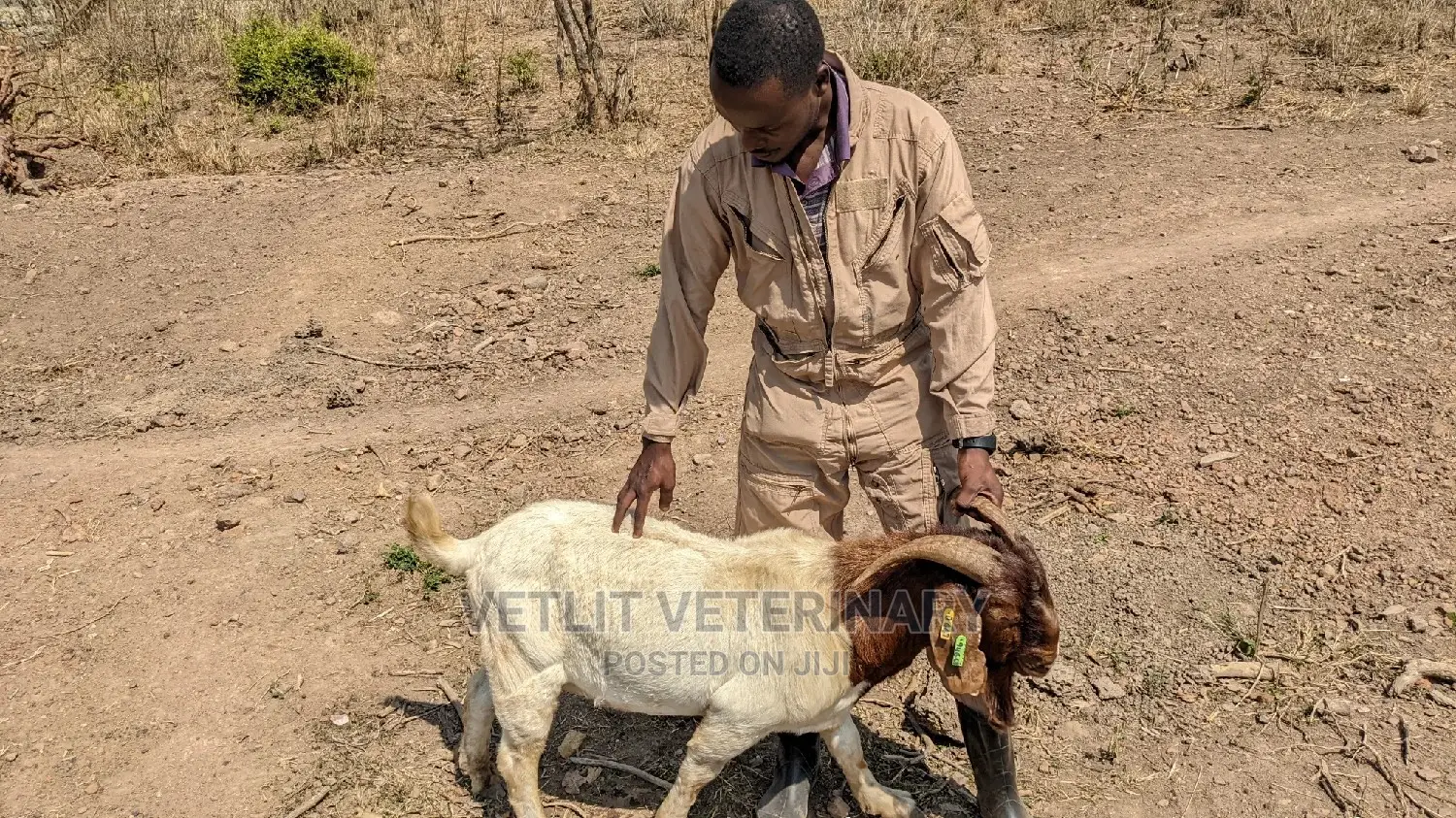 Vet / Vetlit Mobile Veterinary Services
