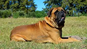 1+ Year Male Purebred Bullmastiff