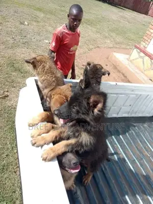 1-3 Month Male Purebred German Shepherd