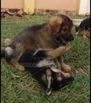 1-3 Month Male Purebred German Shepherd