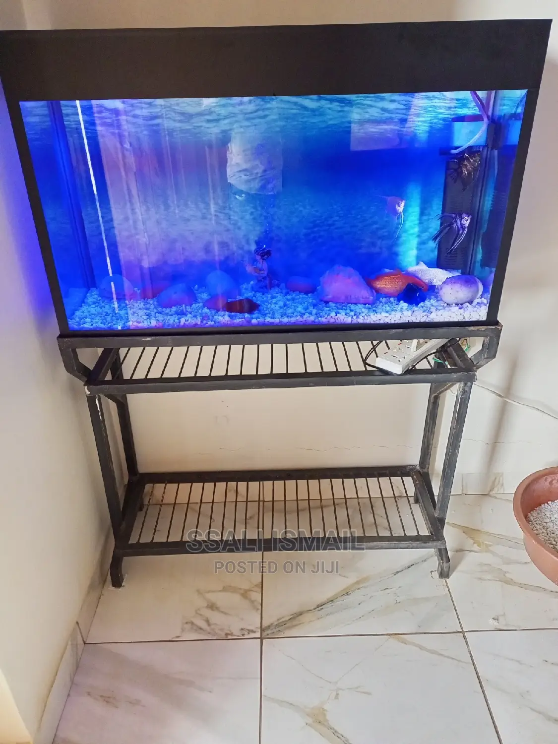 Nice Aquarium With Selective Plants and Fish