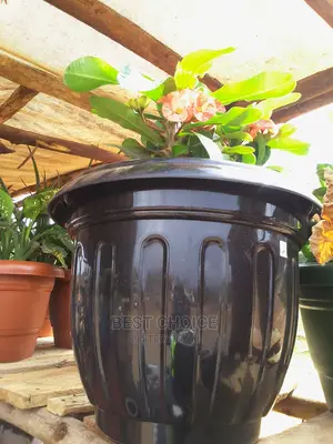 Add Beauty to Your Property With Beautiful Planters/Pots.