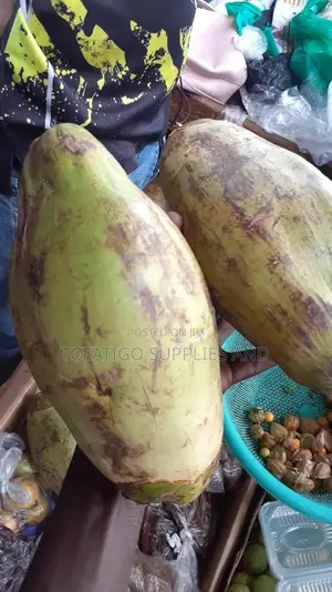 Fresh Coco Nuts -1 Pc.
