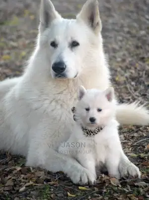1-3 Month Male Purebred White Shepherd