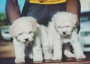 1-3 Month Female Purebred Maltese
