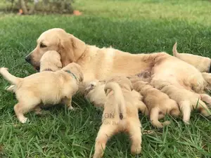 1-3 Month Male Purebred Golden Retriever