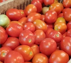 Ugandan Fresh Tomatoes