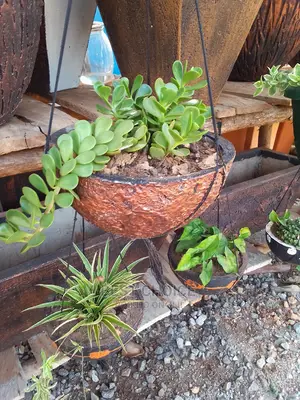 Beautiful Flowers and Plants in Plastic/Concrete Planters