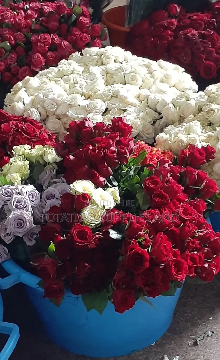 A Mixture Of Red White And Other Colours