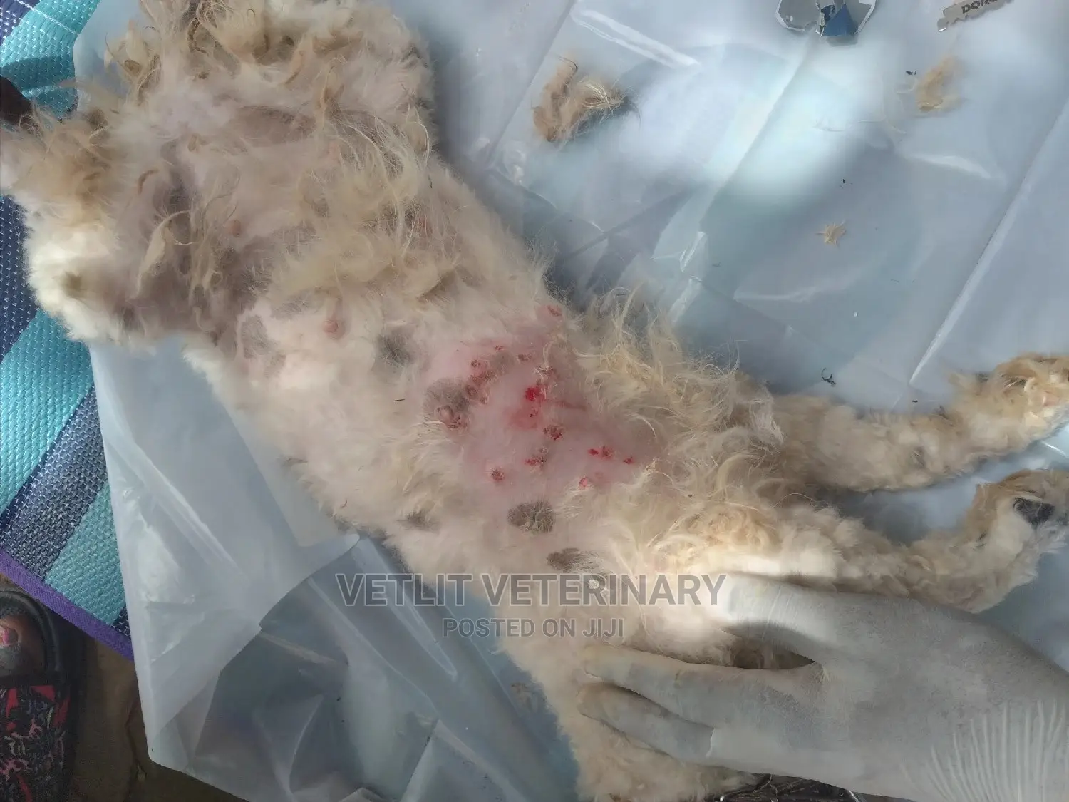 Mobile Veterinary Services