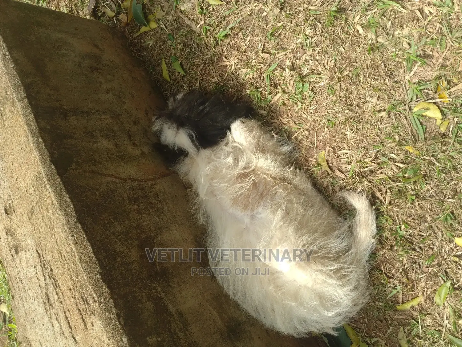 Mobile Veterinary Services