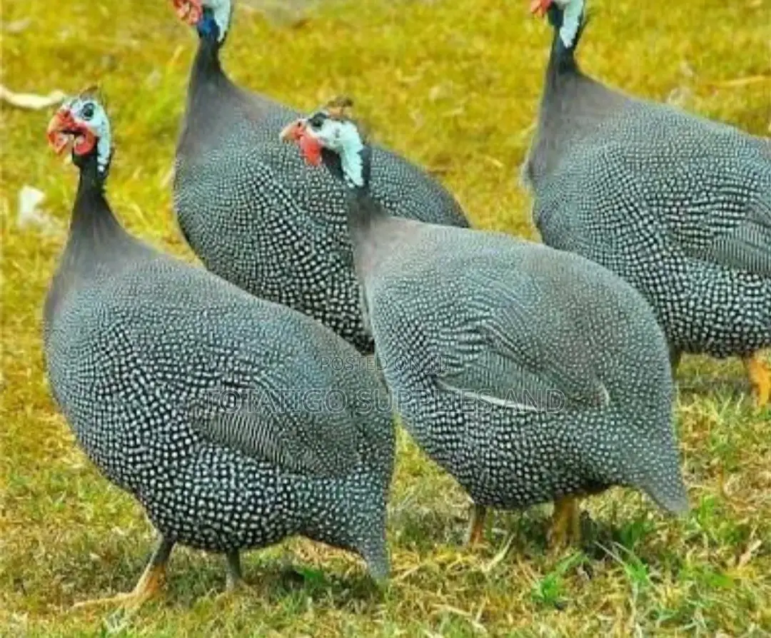 Guinea Fowl Live Bird