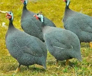 Guinea Fowl Live Bird