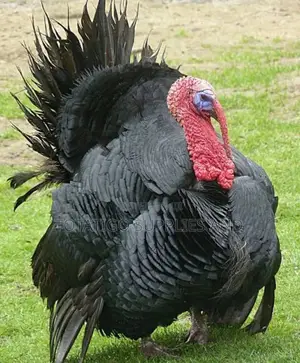 Live Turkeys