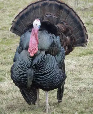 Turkey For Meat And Keeping