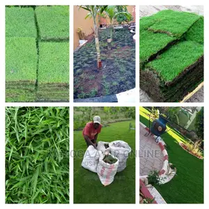 Hybrid Paspalum, Contact Me