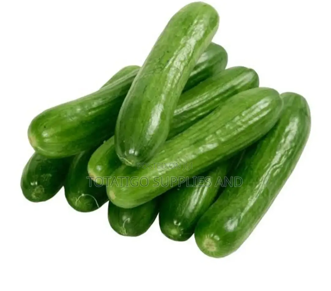 Pure Green Longlike Cucumber