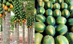 Papaya Fruit