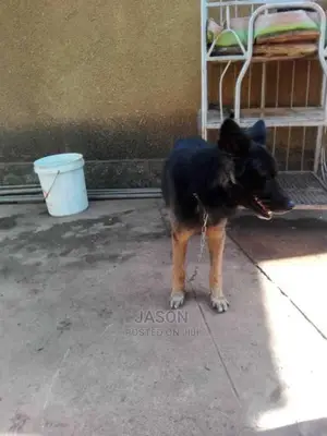 Active 9 Months Old German Sherperd