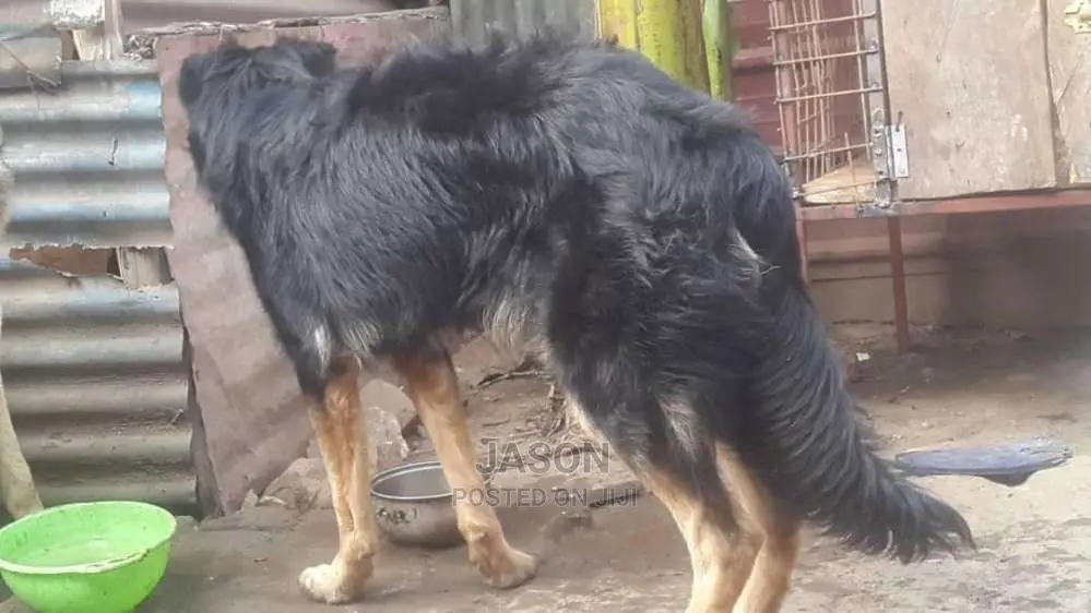 Active 9 Months Old German Sherperd