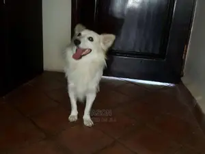Male 9 Months Old Japanese Spits