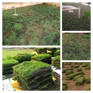 Paspalum Grass for Anice Compound