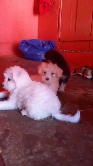 Maltese Cute And Lovely Puppies