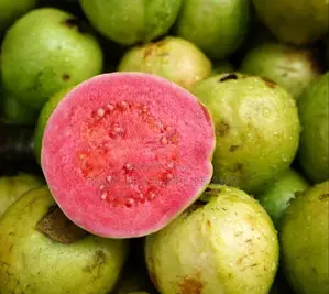 Small Red Guava