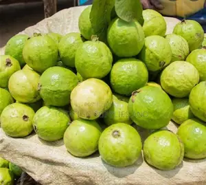 Medium Size Guava