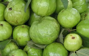 Guava Fresh Green